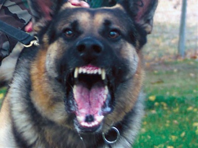 Asesoría Gratuita con los Mejores Abogados Cercas de Mí de Lesiones por Mordidas de Perro o Mascotas en Chicago