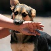 El Mejor Bufete Jurídico de Abogados en Español Especializados en Lesiones por Mordidas de Perro o Mascotas en Chicago